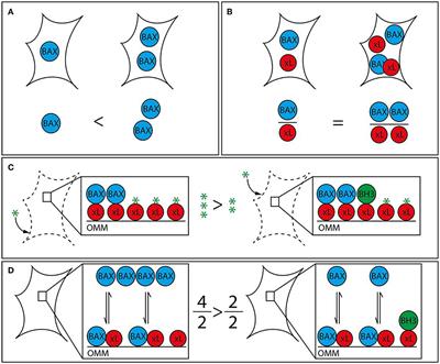 Predisposition to Apoptosis in Hepatocellular Carcinoma: From Mechanistic Insights to Therapeutic Strategies